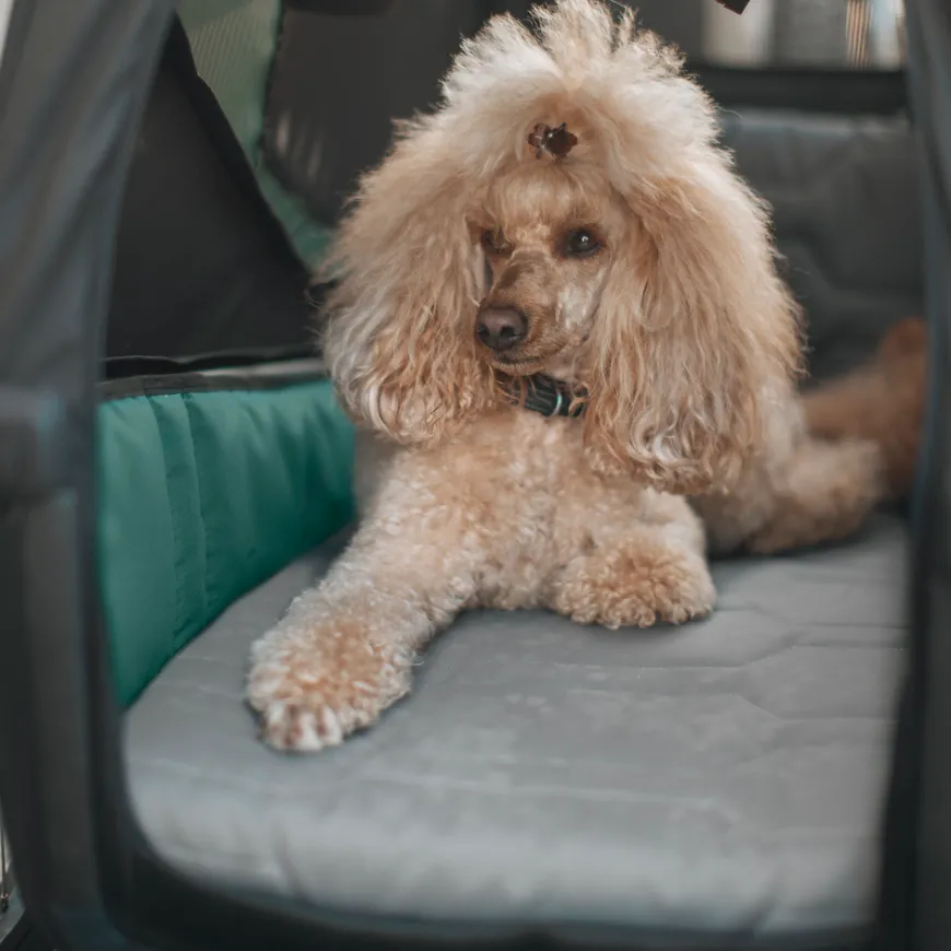 Thule Bexey dog bed M